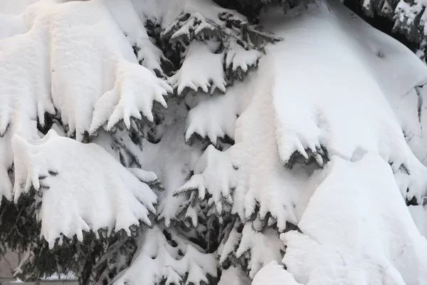 Winter Snowy Pine Christmas Tree Scene Fir Branches Covered Hoar — Stock Photo, Image