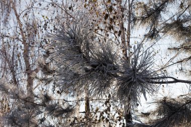 Çam dalı hoarfrost ile kaplı. Kış karlı çam Noel sahne. Çam dalları frost güzellikleri ile kaplıdır. bulanık mantık kar pul kış zaman arka plan kopya alanı ile sakin. Kışın. Yeni yıl