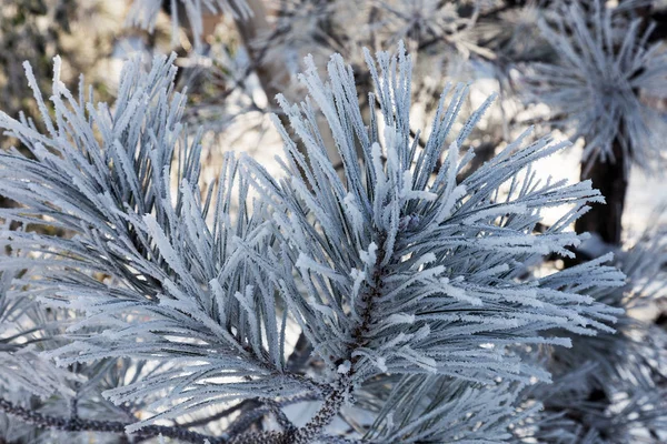 Pine Gren Täckt Med Rimfrost Vinter Snöiga Pine Jul Scen — Stockfoto