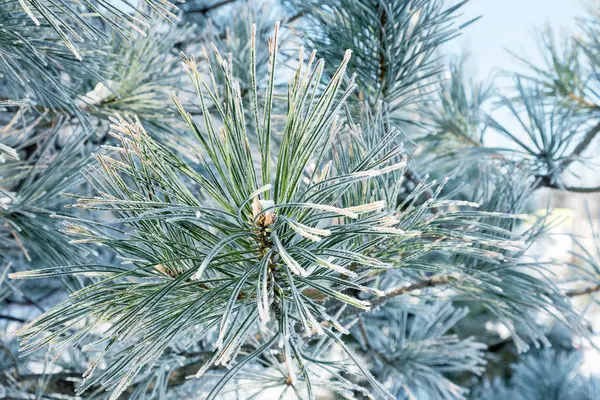 Rama Pino Cubierta Escarcha Invierno Nevado Pino Escena Navidad Las —  Fotos de Stock