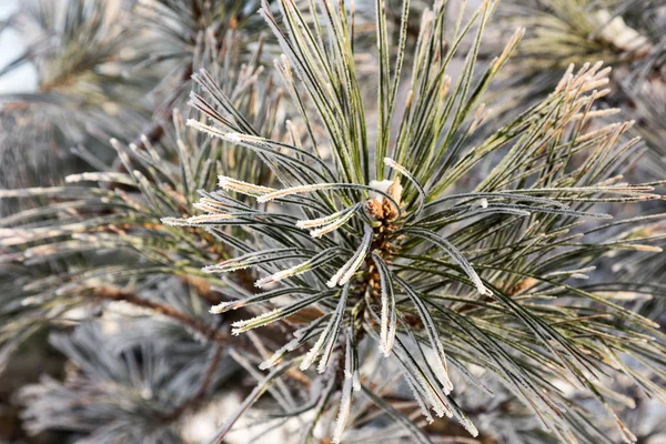 Pine Gren Täckt Med Rimfrost Vinter Snöiga Pine Jul Scen — Stockfoto