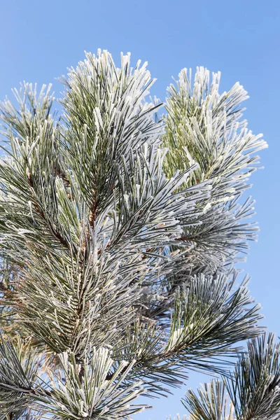 松树枝覆盖着白霜 冬天雪松圣诞一幕 冷杉的枝条上覆盖着霜冻奇观 平静模糊的雪花冬季时间背景与复制空间 在冬天 新的一年 — 图库照片