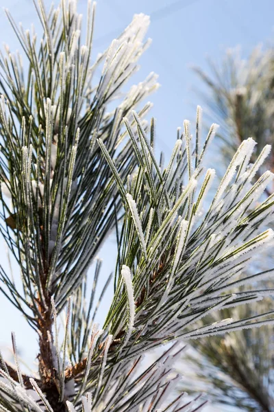 Pine Gren Täckt Med Rimfrost Vinter Snöiga Pine Jul Scen — Stockfoto