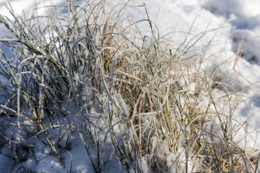 Şube hoarfrost ile kaplı. Kış karlı Noel sahne. dalları frost güzellikleri ile kaplıdır. bulanık mantık kar pul kış zaman arka plan kopya alanı ile sakin. Kışın. Yeni yıl
