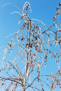 Şube hoarfrost ile kaplı. Kış karlı Noel sahne. dalları frost güzellikleri ile kaplıdır. bulanık mantık kar pul kış zaman arka plan kopya alanı ile sakin. Kışın. Yeni yıl