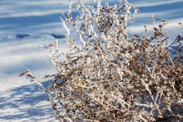 Gren Täckt Med Rimfrost Vinter Snöig Jul Scen Grenar Täckta — Stockfoto