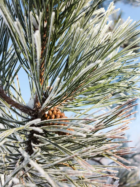 Pine Gren Täckt Med Rimfrost Vinter Snöiga Pine Jul Scen — Stockfoto