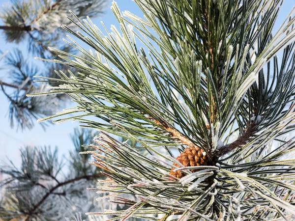 Pine Gren Täckt Med Rimfrost Vinter Snöiga Pine Jul Scen — Stockfoto