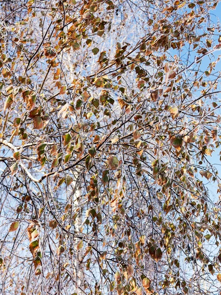 Гілка Вкрита Калюжею Зимова Снігова Різдвяна Сцена Гілки Вкриті Дивами — стокове фото