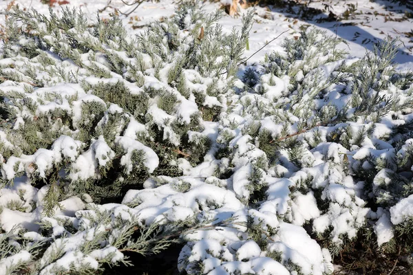 Winter Background Snow Covered Green Bushes Winter Forest Branch Loose — Stock Photo, Image