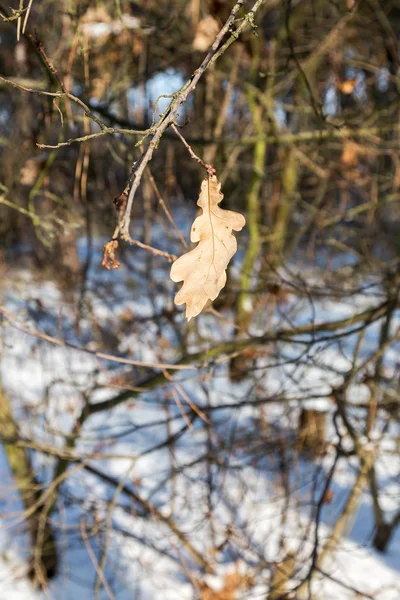 Neve Foglie Giallo Brillante Sfondo Invernale Cespugli Innevati Nella Foresta — Foto Stock