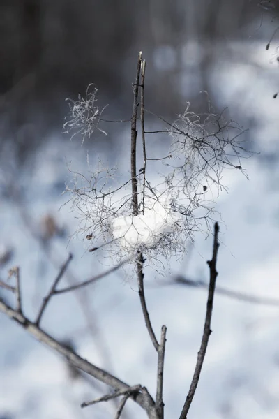 Winter background Snow-covered bushes in winter forest. Branch with loose snow in focus on blurred forest background. Leaves on bushes in snow. Snow covered bushes, branches in snow, snow on branches.