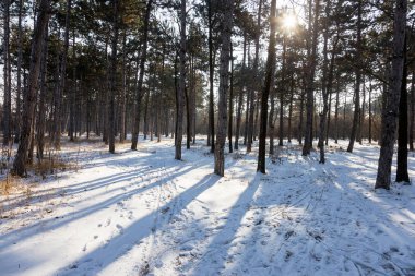 Günbatımı kış orman içinde. Kış karla kaplı ağaçlar. Ormanıyla kaplı ağaçlar kar kış manzara. 