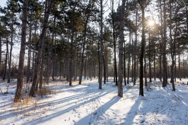 Günbatımı kış orman içinde. Kış karla kaplı ağaçlar. Ormanıyla kaplı ağaçlar kar kış manzara. 