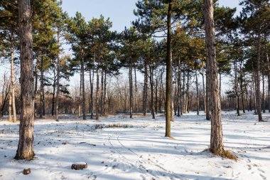 Günbatımı kış orman içinde. Kış karla kaplı ağaçlar. Ormanıyla kaplı ağaçlar kar kış manzara. 