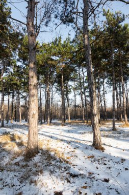 Günbatımı kış orman içinde. Kış karla kaplı ağaçlar. Ormanıyla kaplı ağaçlar kar kış manzara. 