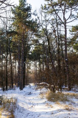 Günbatımı kış orman içinde. Kış karla kaplı ağaçlar. Ormanıyla kaplı ağaçlar kar kış manzara. 