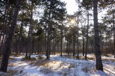 Günbatımı kış orman içinde. Kış karla kaplı ağaçlar. Ormanıyla kaplı ağaçlar kar kış manzara. 