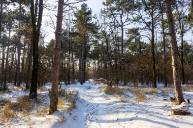 Günbatımı kış orman içinde. Kış karla kaplı ağaçlar. Ormanıyla kaplı ağaçlar kar kış manzara. 