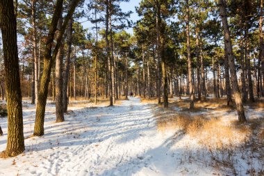 Günbatımı kış orman içinde. Kış karla kaplı ağaçlar. Ormanıyla kaplı ağaçlar kar kış manzara. 