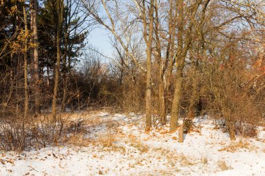 Günbatımı kış orman içinde. Kış karla kaplı ağaçlar. Ormanıyla kaplı ağaçlar kar kış manzara. 