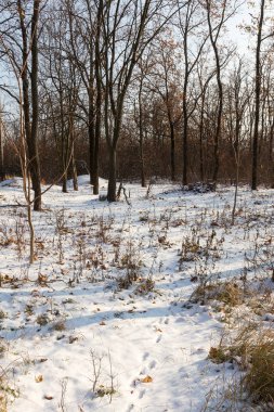 Günbatımı kış orman içinde. Kış karla kaplı ağaçlar. Ormanıyla kaplı ağaçlar kar kış manzara. 