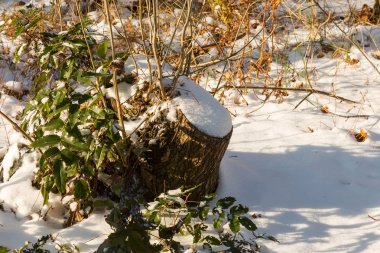 Parlak sarı yapraklarda kar. Kış arka plan. Kış orman karla kaplı çalılıklarda. Şube odak bulanık orman arka plan üzerinde gevşek kar ile. Kar, kar dalları üzerinde dallarında.