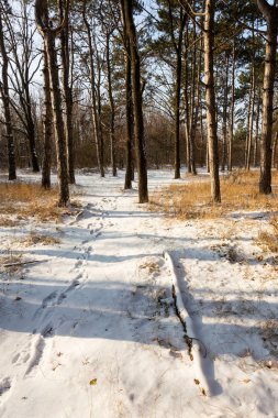 Günbatımı kış orman içinde. Kış karla kaplı ağaçlar. Ormanıyla kaplı ağaçlar kar kış manzara. 