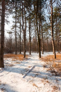 Günbatımı kış orman içinde. Kış karla kaplı ağaçlar. Ormanıyla kaplı ağaçlar kar kış manzara. 