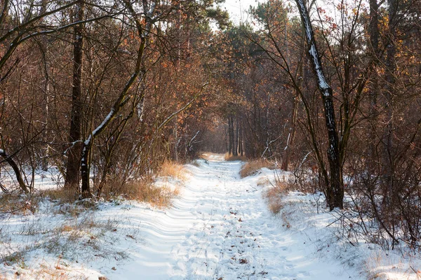 Sonnenuntergang Winterwald Winterschneebedeckte Bäume Landschaft Winterwald Mit Bäumen Bedeckt Schnee — Stockfoto