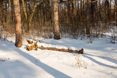 Günbatımı kış orman içinde. Kış karla kaplı ağaçlar. Ormanıyla kaplı ağaçlar kar kış manzara. 