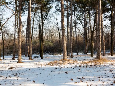 Günbatımı kış orman içinde. Kış karla kaplı ağaçlar. Ormanıyla kaplı ağaçlar kar kış manzara. 