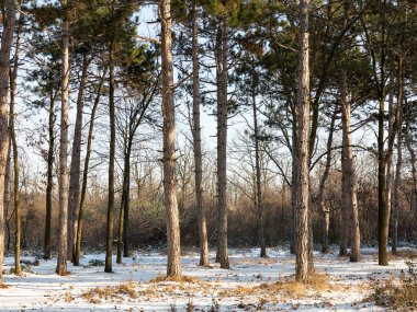 Günbatımı kış orman içinde. Kış karla kaplı ağaçlar. Ormanıyla kaplı ağaçlar kar kış manzara. 