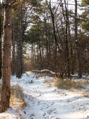 Günbatımı kış orman içinde. Kış karla kaplı ağaçlar. Ormanıyla kaplı ağaçlar kar kış manzara. 