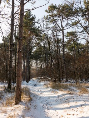 Günbatımı kış orman içinde. Kış karla kaplı ağaçlar. Ormanıyla kaplı ağaçlar kar kış manzara. 