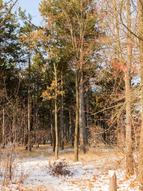 Günbatımı kış orman içinde. Kış karla kaplı ağaçlar. Ormanıyla kaplı ağaçlar kar kış manzara. 