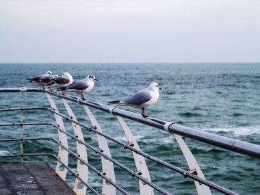 Martılar bir dalgakıran veya taş deniz iskele tarafta dinleniyor. Kış günü, deniz manzarası.