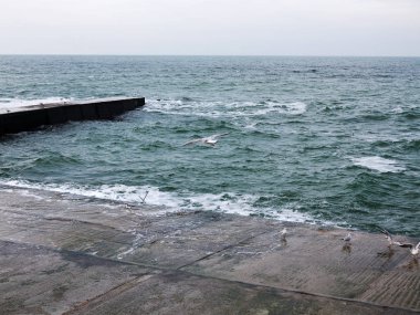 Martılar bir dalgakıran veya taş deniz iskele tarafta dinleniyor. Kış günü, deniz manzarası.