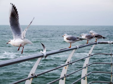 Martılar bir dalgakıran veya taş deniz iskele tarafta dinleniyor. Kış günü, deniz manzarası.