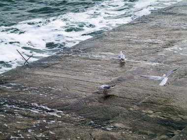Martılar bir dalgakıran veya taş deniz iskele tarafta dinleniyor. Kış günü, deniz manzarası.