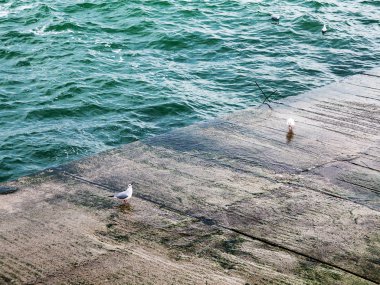 Martılar bir dalgakıran veya taş deniz iskele tarafta dinleniyor. Kış günü, deniz manzarası.