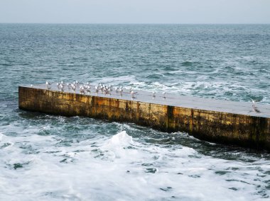 Martılar bir dalgakıran veya taş deniz iskele tarafta dinleniyor. Kış günü, deniz manzarası.