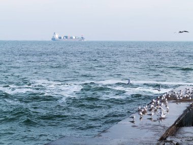 Martılar bir dalgakıran veya taş deniz iskele tarafta dinleniyor. Kış günü, deniz manzarası.