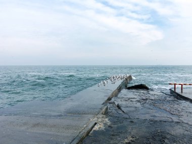 Martılar bir dalgakıran veya taş deniz iskele tarafta dinleniyor. Kış günü, deniz manzarası.