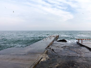 Martılar bir dalgakıran veya taş deniz iskele tarafta dinleniyor. Kış günü, deniz manzarası.
