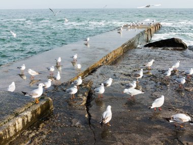 Martılar bir dalgakıran veya taş deniz iskele tarafta dinleniyor. Kış günü, deniz manzarası.