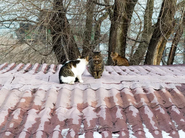 Три Кошки Сидят Крыше Старого Дома Холодный Зимний День Cats — стоковое фото