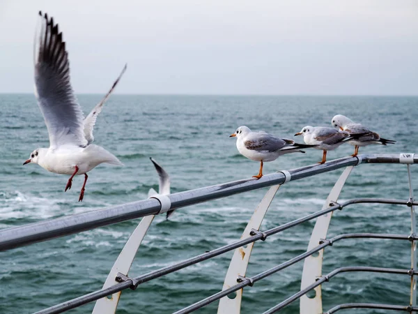 Martılar bir dalgakıran veya taş deniz iskele tarafta dinleniyor. Kış günü, deniz manzarası.