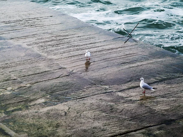 Burung Camar Beristirahat Ujung Air Pecah Atau Dermaga Batu Laut — Stok Foto