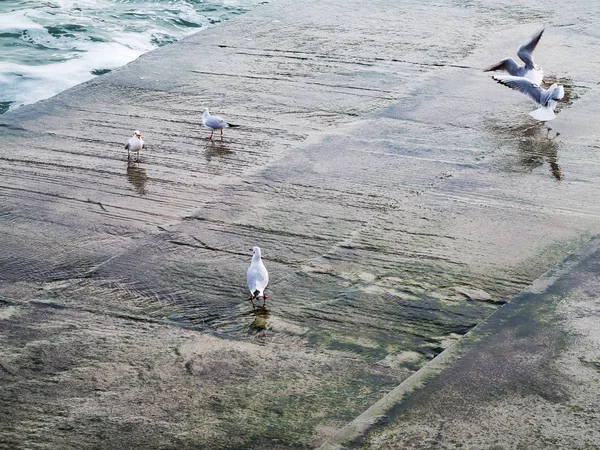 Martılar bir dalgakıran veya taş deniz iskele tarafta dinleniyor. Kış günü, deniz manzarası.